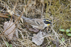 Emberiza elegans