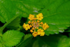 Lantana urticoides
