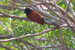 Centropus sinensis