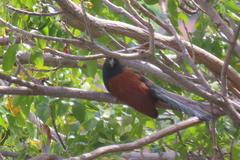 Centropus sinensis