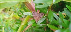 Hypena laceratalis