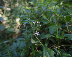 Plumbago zeylanica