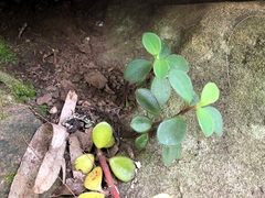 Peperomia leptostachya