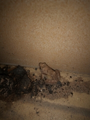 Phrynobatrachus natalensis