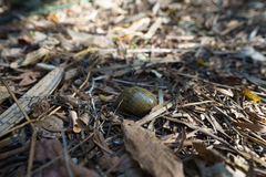 Pomacea canaliculata