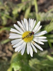 Fazia micrura