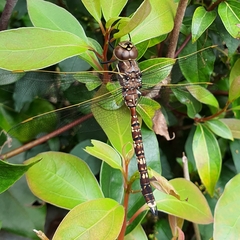 Adversaeschna brevistyla