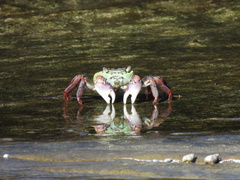 Leptograpsus variegatus