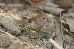 Sinosuthora webbiana