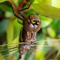 Adversaeschna brevistyla