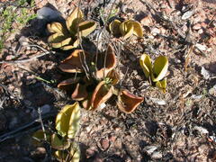 Tylecodon atropurpureus