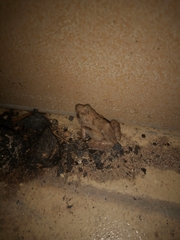 Phrynobatrachus natalensis