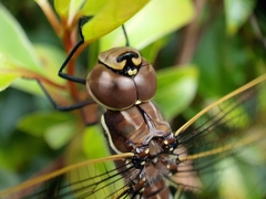 Adversaeschna brevistyla