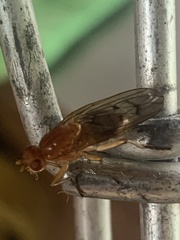 Sciomyzoidea