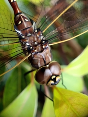 Adversaeschna brevistyla