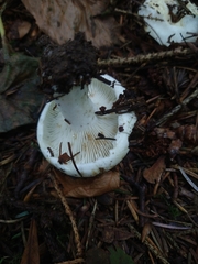 Russula delica