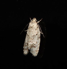 Agriophara velitata