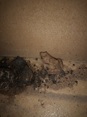 Phrynobatrachus natalensis