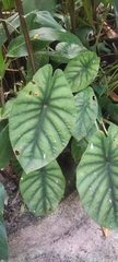 Alocasia