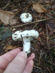 Russula delica