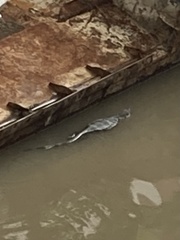 Varanus salvator macromaculatus