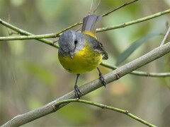 Eopsaltria australis