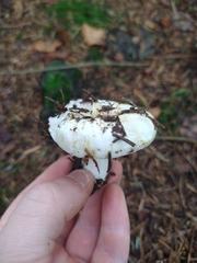 Russula delica