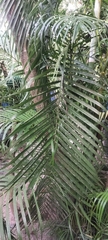 Arecaceae