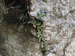 Dendrobium linguiforme
