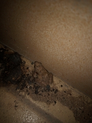 Phrynobatrachus natalensis