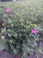 Bauhinia purpurea