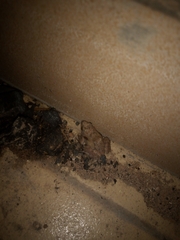 Phrynobatrachus natalensis