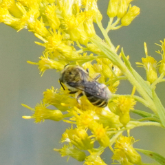 Melissodes druriellus