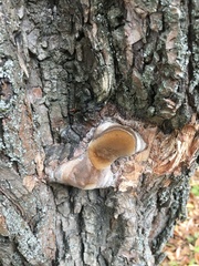Phellinus
