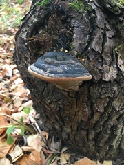 Phellinus