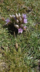 Gentianella ramosa