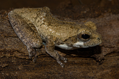 Chiromantis xerampelina