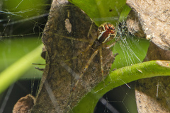 Theridion pyramidale
