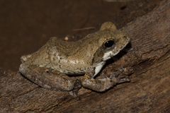 Chiromantis xerampelina