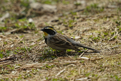 Emberiza elegans