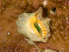 Drupina grossularia