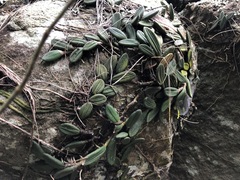 Dendrobium linguiforme