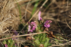 Pedicularis sylvatica