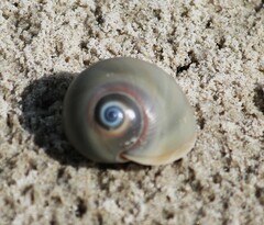 Neverita duplicata