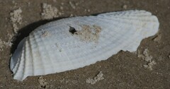 Cyrtopleura costata