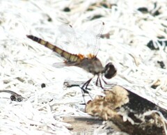 Macrodiplax balteata