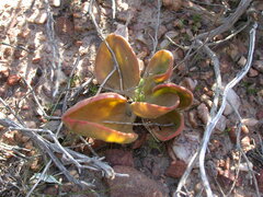 Tylecodon atropurpureus