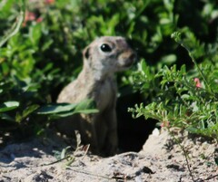Xerospermophilus spilosoma