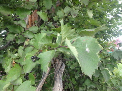 Crataegus chlorosarca