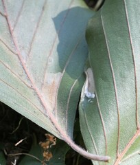 Phyllonorycter maestingella